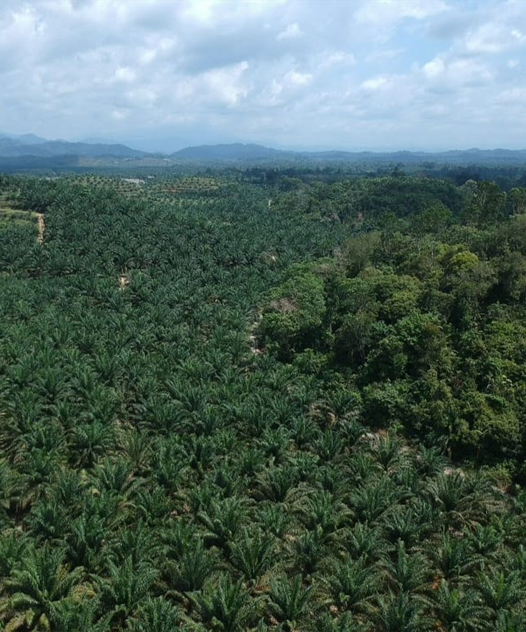 Investment Holdings Malaysia  | Oil Palm Plantation Malaysia | Housing Development Malaysia 